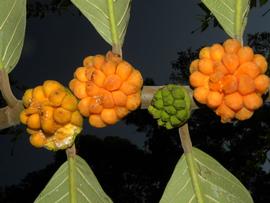   Infructescences:   Castilla tunu ; Photo by R. Aguilar, Flora Mesoamerica
